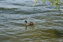 gal/pyrkomania - 1-4.05.08/_thb_small-IMG_2913.JPG